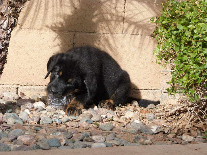 chinook dog